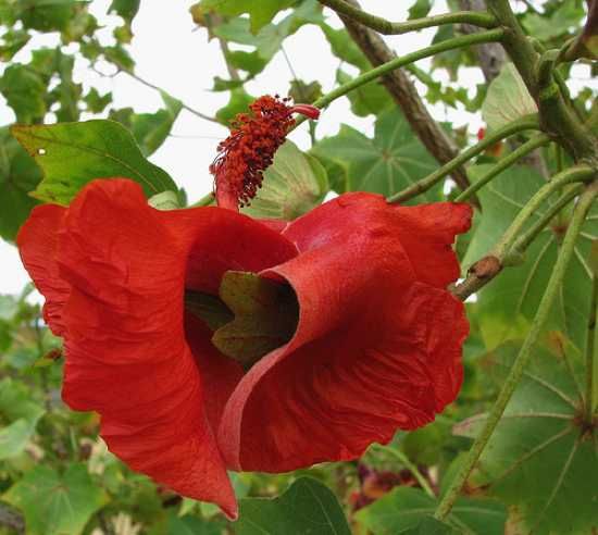 Koki'o - This is an extremely rare tree, endemic to Hawaii. 