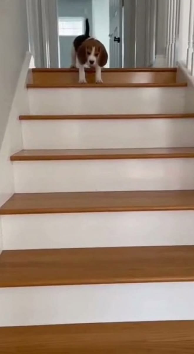 11K views · 187 reactions | That hilarious moment a Beagle p