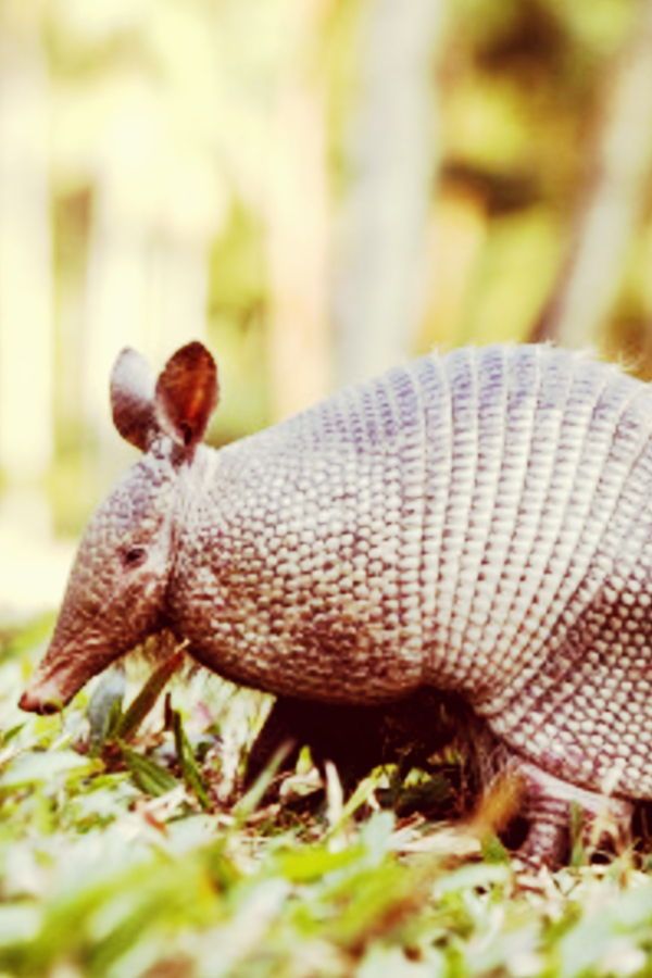 Amazing Animal Factz: Translated from Spanish to mean ‘littl