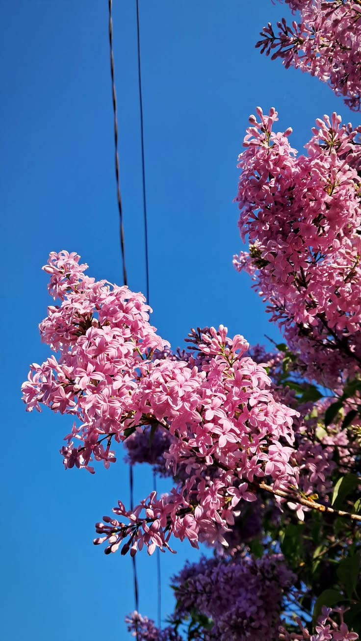 #flowers #spring #blossom #nature #bloom #beautiful #🌸🌸🌸
