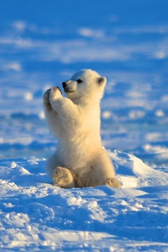 Bear!