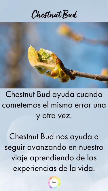 Esta flor nos ayuda a aprender de nuestros errores y continu