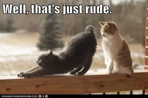 LOL cats