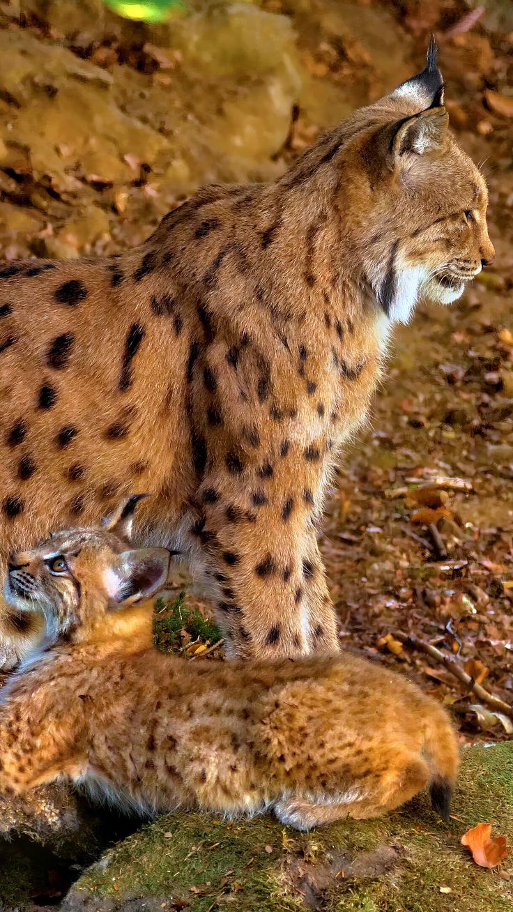 Watch this incredible Eurasian lynx mother with her adorable