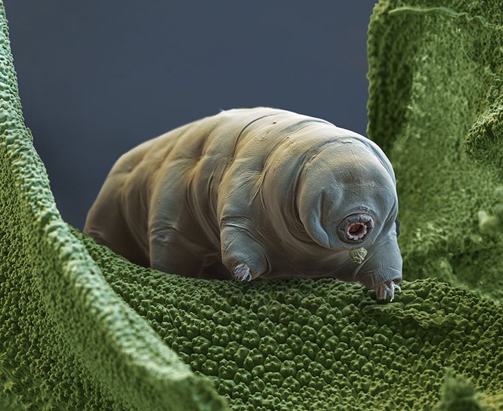 Water bear. Color enhanced scanning electron micrograph (SEM
