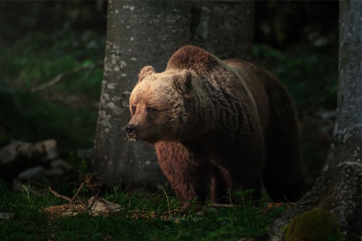 Brown bear in the forest enlightened by sunset