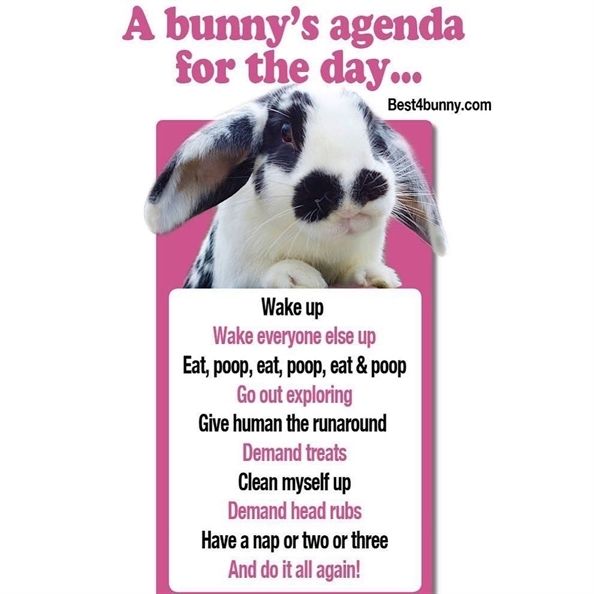 bunny