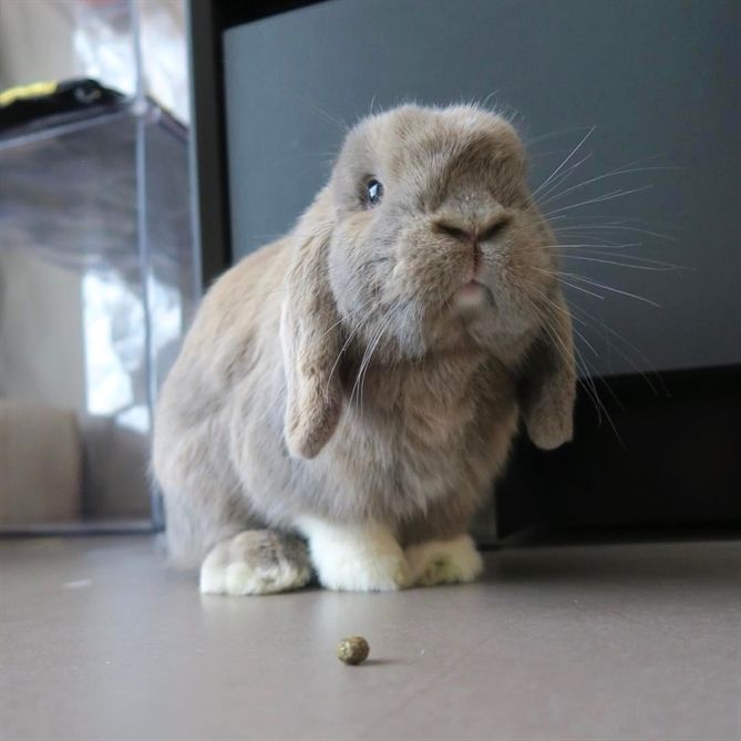 Rabbit