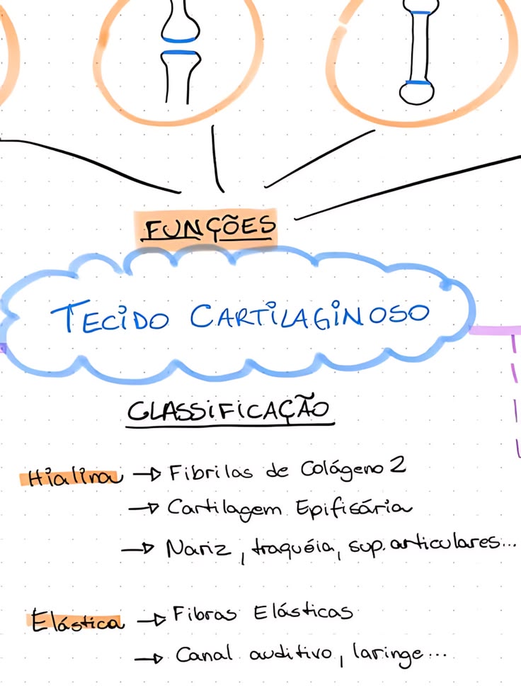 Mapa Mental sobre TECIDO CARTILAGINOSO - Dicas de Estudo - P