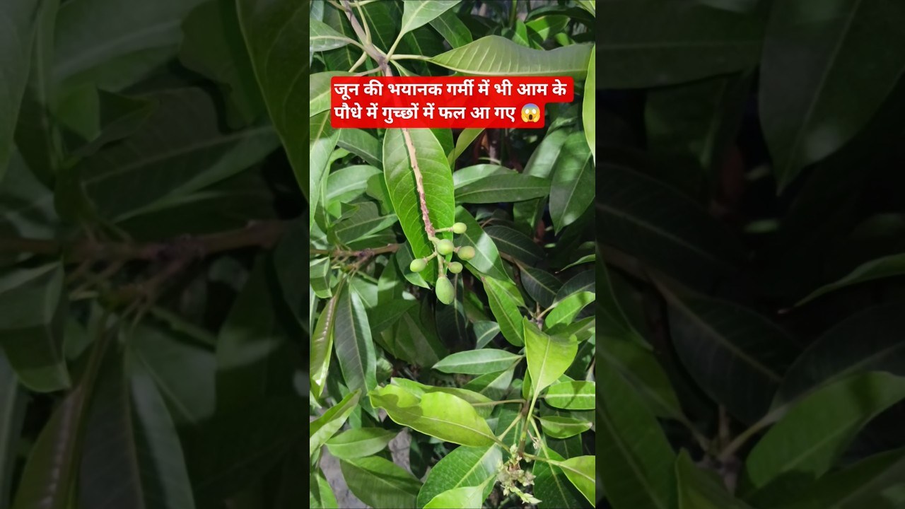 बौर के बाद गुच्छों में फल आए हैं#mangoplantcare#garden#gardening#plantation#ytshorts#viral#trending