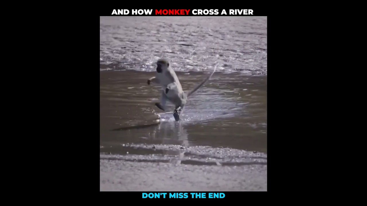 Monkey v/s Other animal crossing river #shorts #shortvideo #animal #animalshorts #animalplanet
