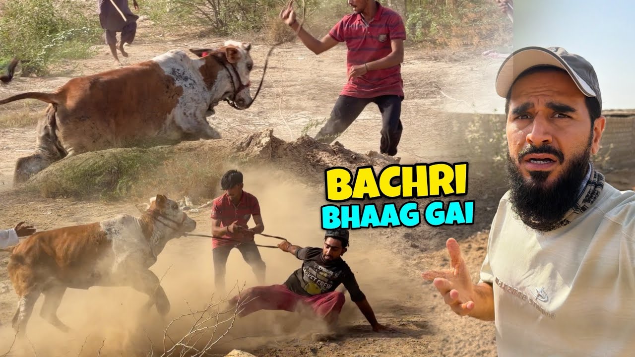 Rocket bachri ka sauda kar lia aur phir bachri bhaag gai😳 kese pakra phir bachri ko?