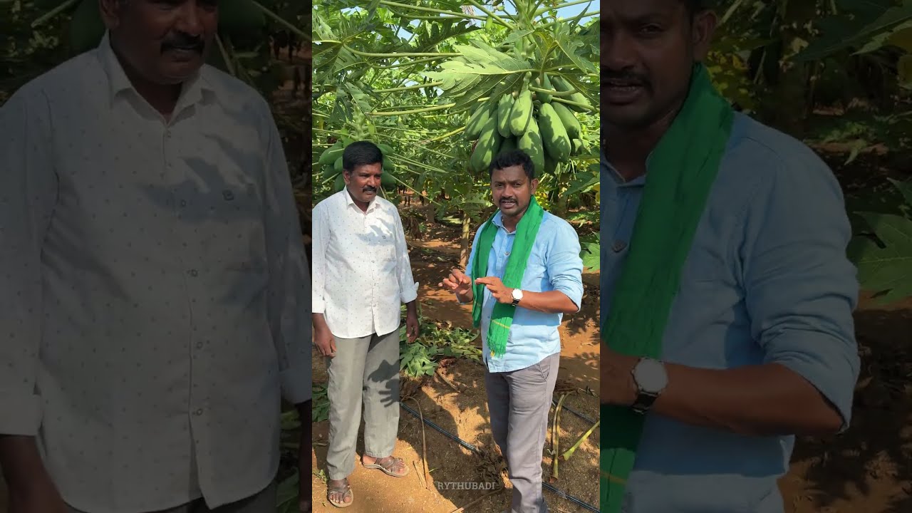 Male Female Plants in Papaya #బొప్పాయిసాగు #మొగమొక్కలు #ఆడమొక్కలు