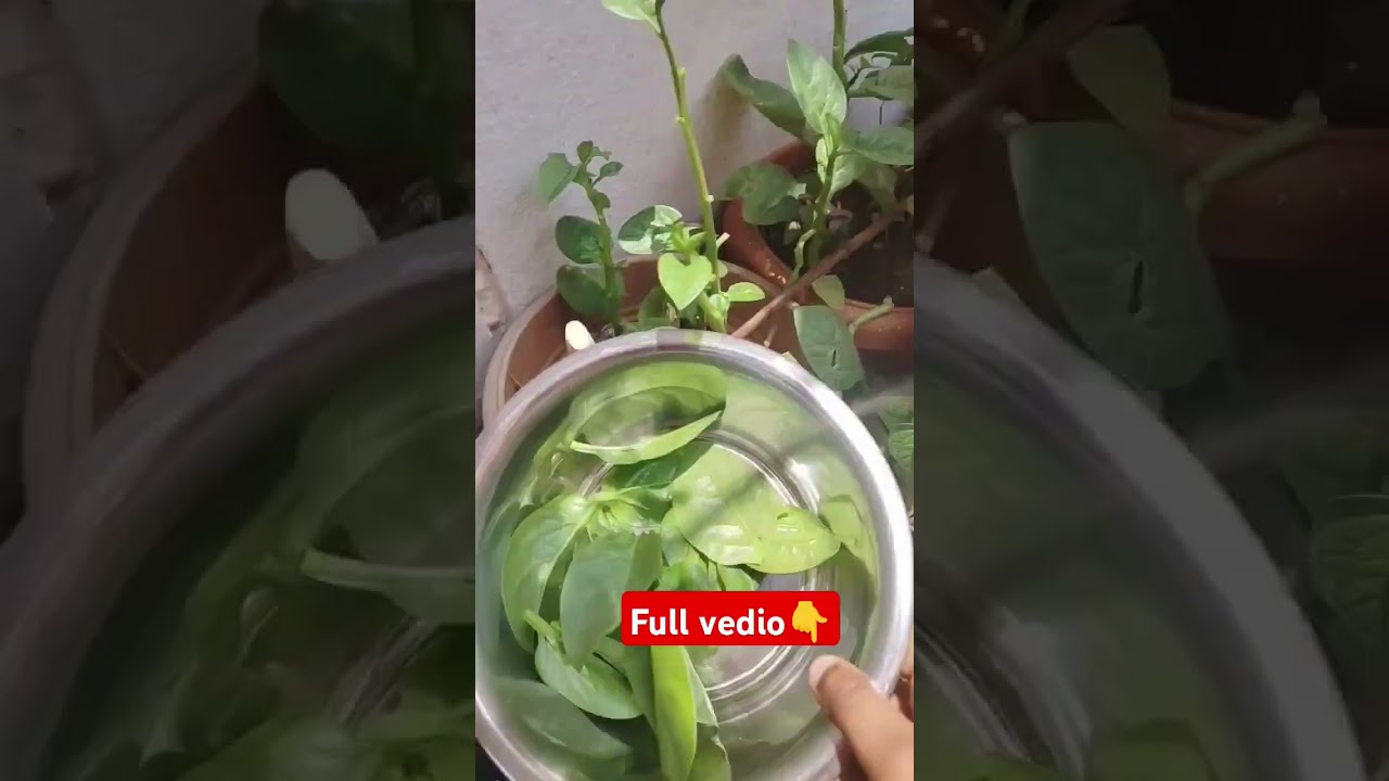 మా garden లో పెరిగిన బచ్చలాకు #healthyrecipies #food #homemadereceipe #indianfood