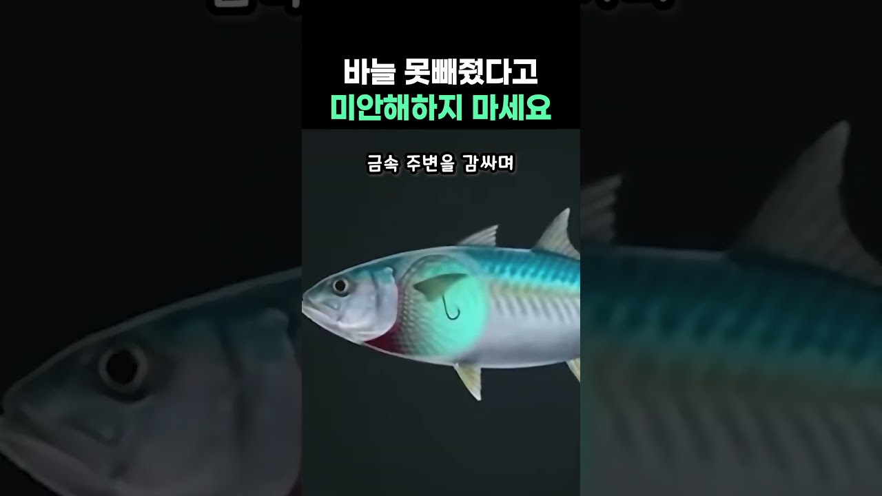 바늘 못빼줬다고 미안해하지 마세요 #낚시