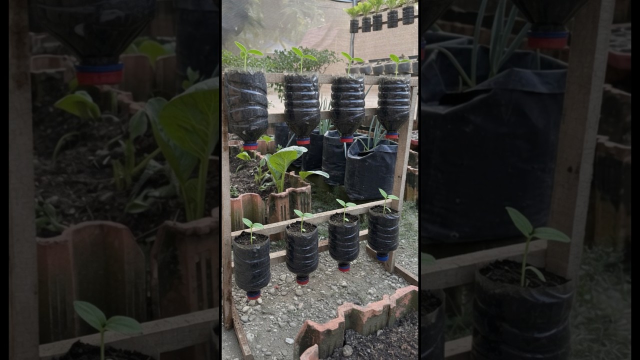 No Backyard? No Problem #gardening #backyardgardening