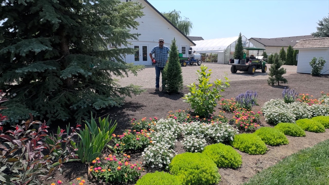 Planting Shrubs with Aaron + Harvesting & Storing Onions! 🧅🙌🌿