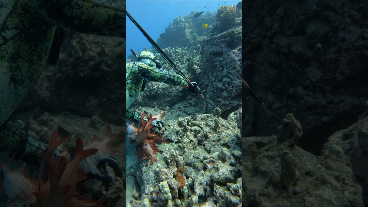 How We Catch Hawaii's Strangest Seafood  #fishing #spearfishing