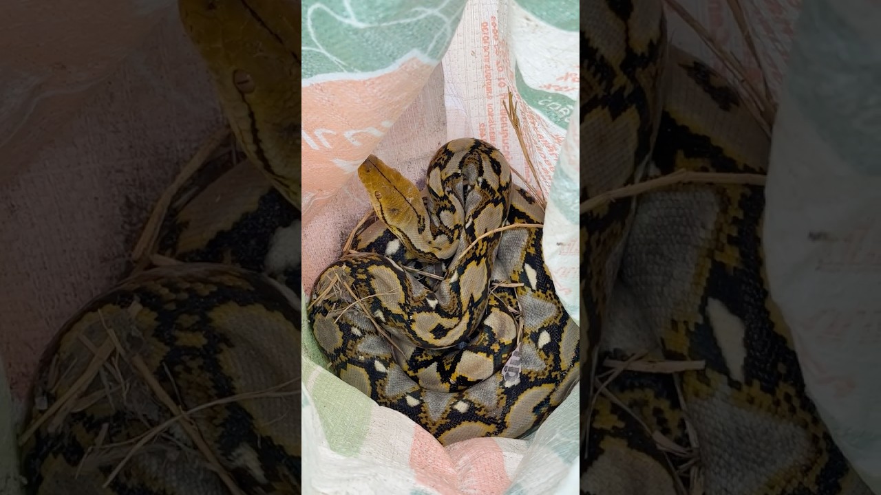 จับขโมยน้องไก่ได้โดยละม่อม !!