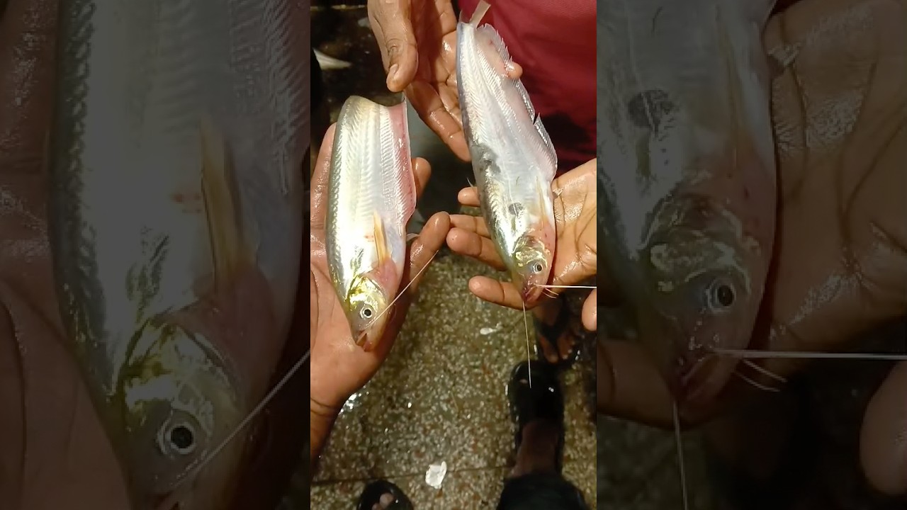 🐟 Big Papda Fish in Ghazipur Market Delhi | Papda Fish Cutting
