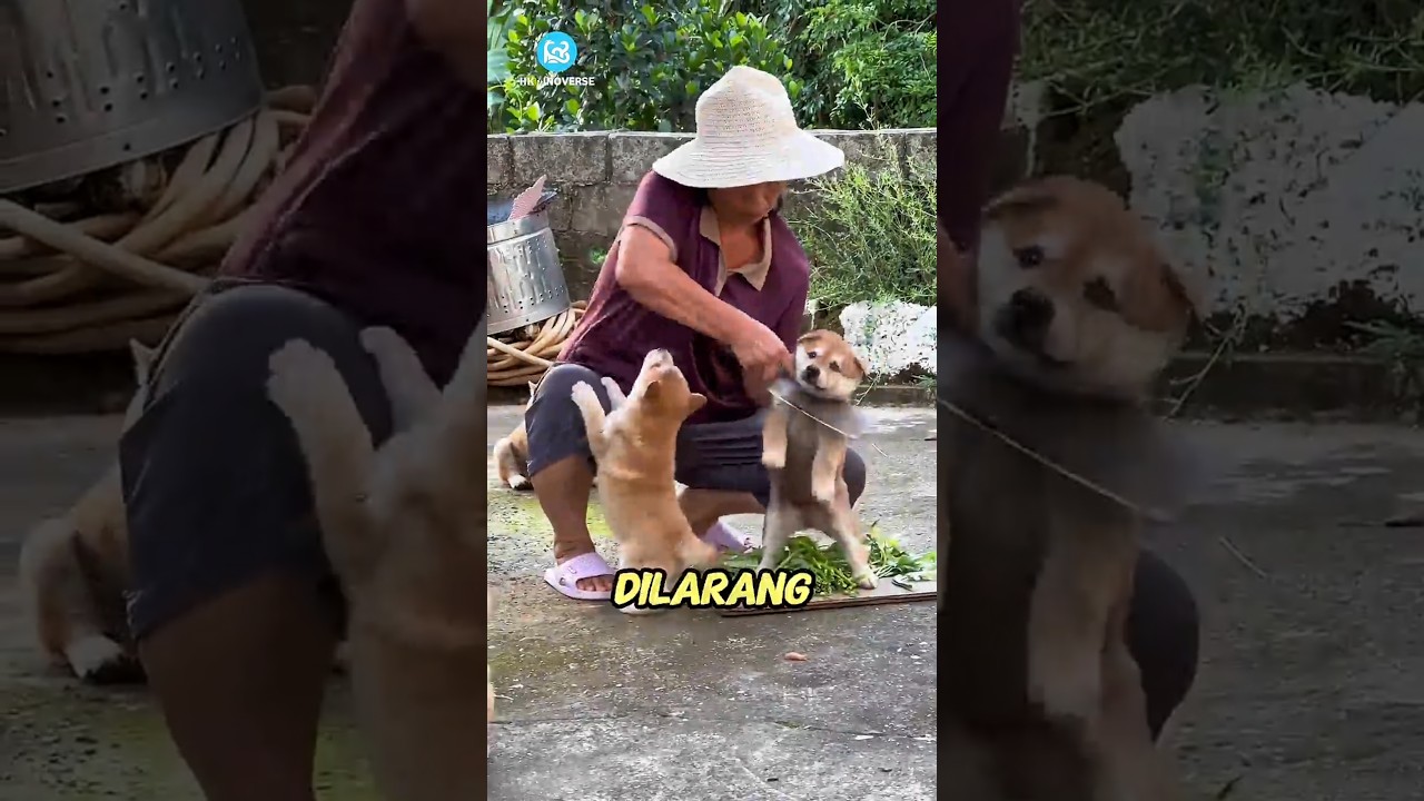 Kenapa anjing dilarang di pelihara dalam Islam?