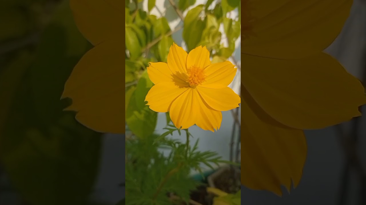 Cosmos flower #cosmos #yellowflowers #shortvideo