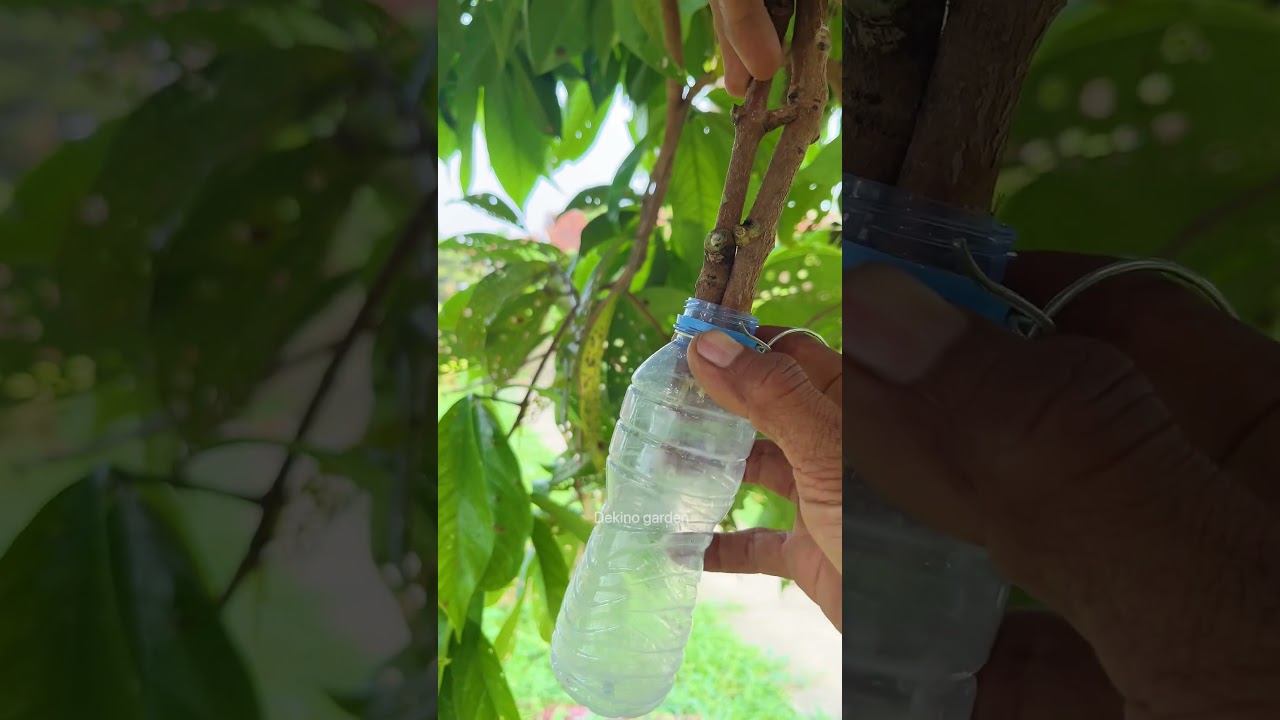 Easy way to propagate water guava plants🍐#gardening #plants #shorts