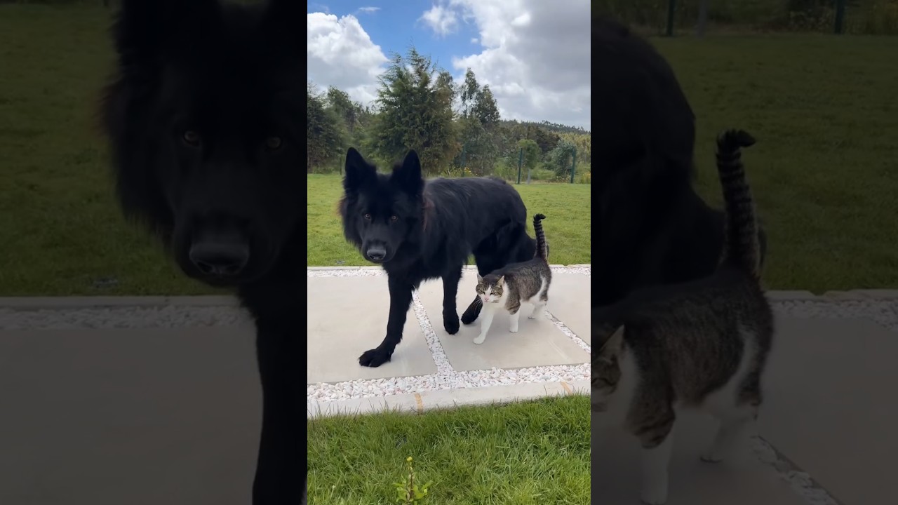 Don't Mess With This Dog… His Buddy Is a Cat 😳🐾 #shorts #dog #cat #germanshepherd