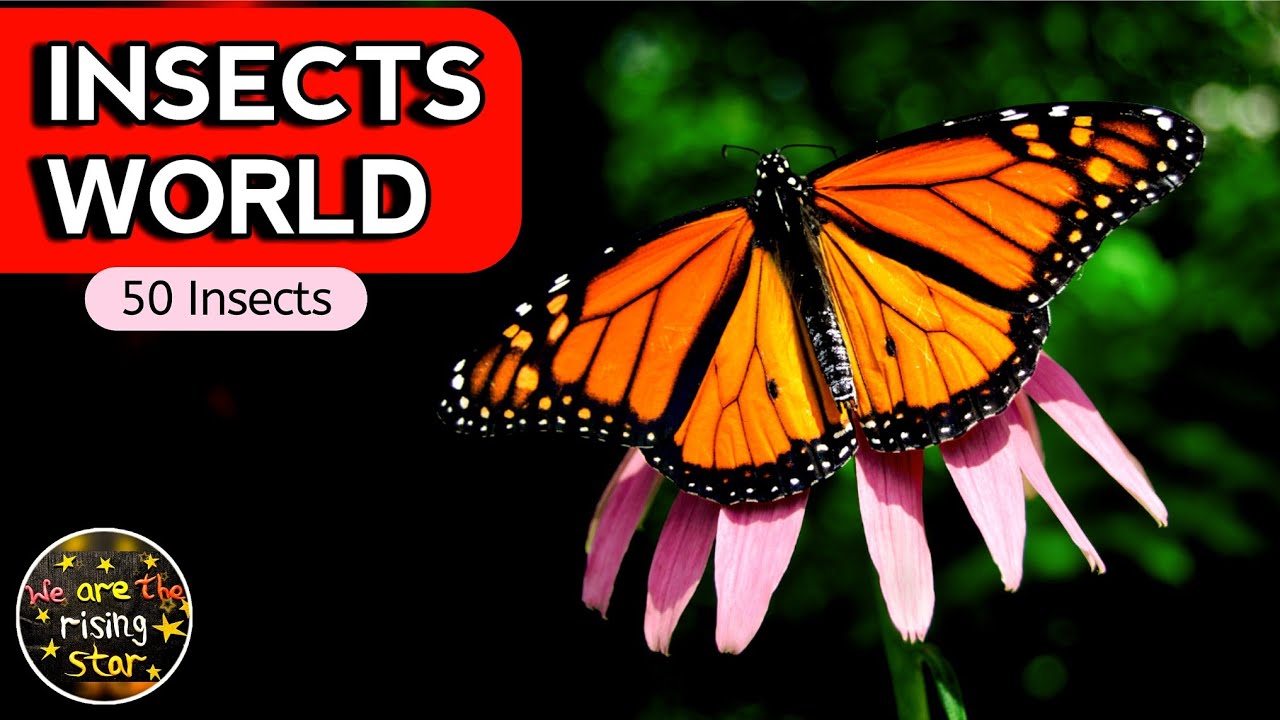 50 Insects Name in English 🐜🦋 | Learn Insects for Kids | Insects videos | WATRstar