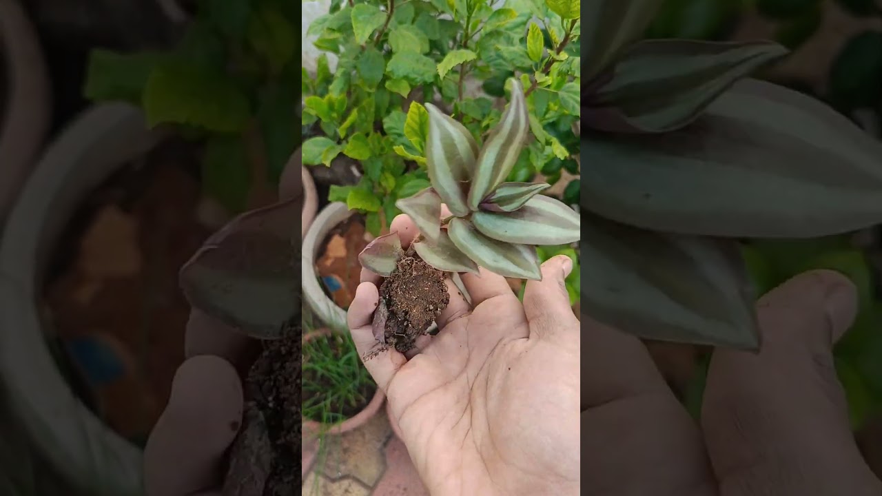 Magic of gardening 🌱 #garden #gardenflowers #plants #gardening