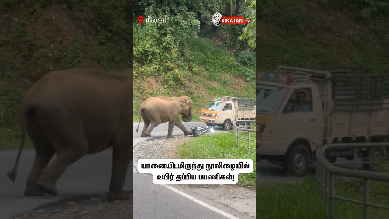 யானையிடமிருந்து நூலிழையில் உயிர் தப்பிய பயணிகள்!