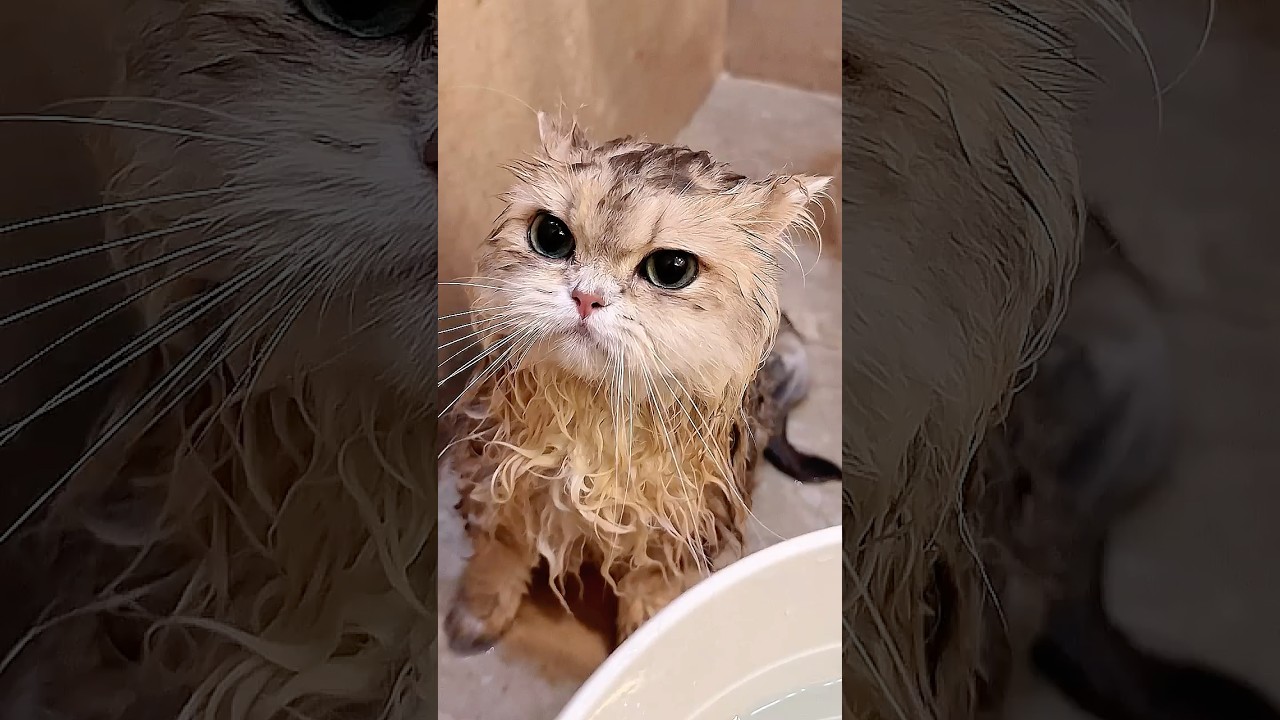 🙀: Aiyayaya coya kenak tipu lagi… #comedy #cat #funnyvideo #kucinglucu #catvideos