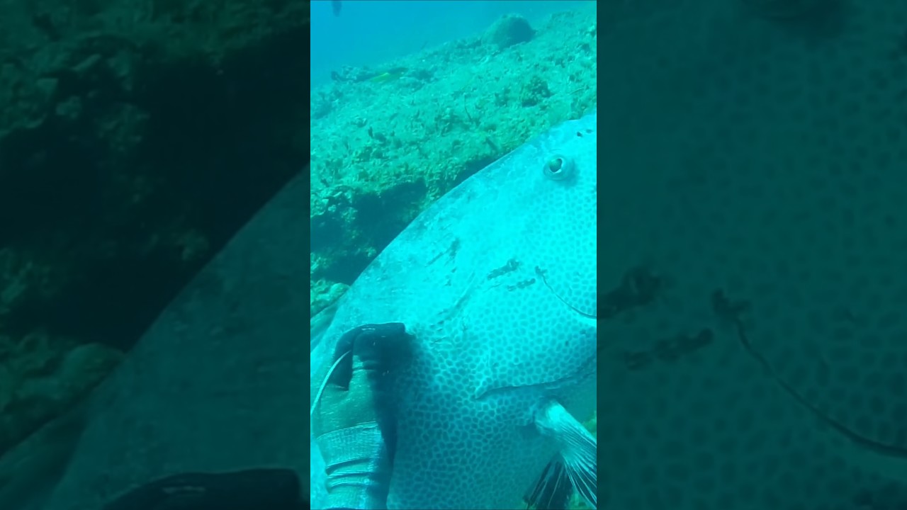 Perfect Shot on Giant Grouper #fishing #spearfishing