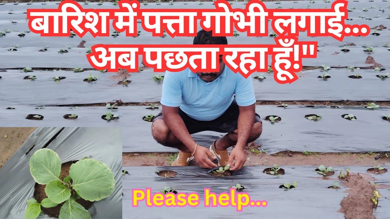 Barsati Pattagobhi Kyu Mar Gayi? Naye Kisan Barbaad Hone Se Kaise Bachein – Zaroor Dekhiye