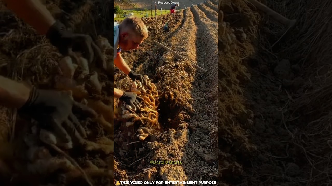​अनोखी फसल! 🌾🔥 #Ginger