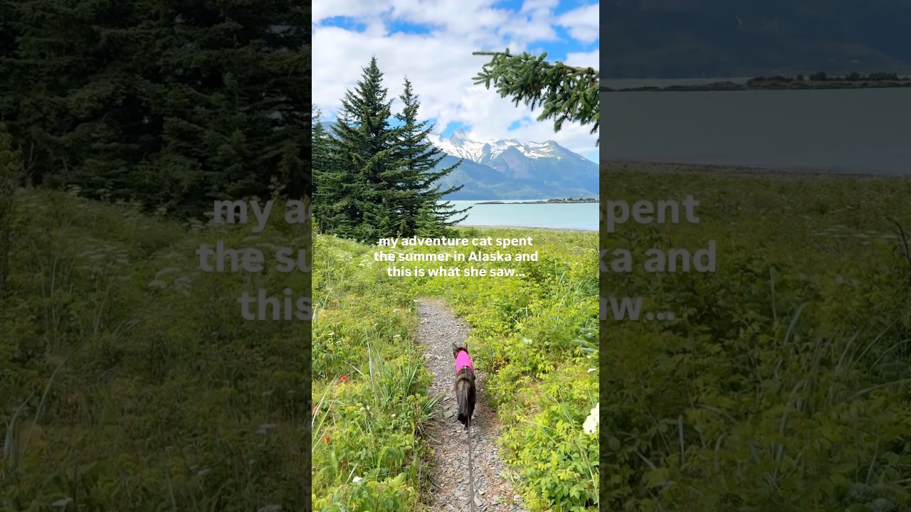 I Took my Cat to Alaska! 🐈‍⬛🏔️#cat #adventurecat #coolcat #cutecat #travelcat #alaska #naturecat