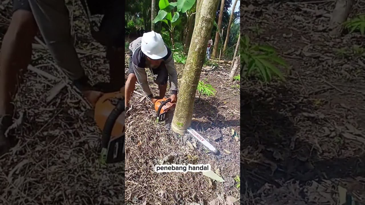 menebang kayu jati