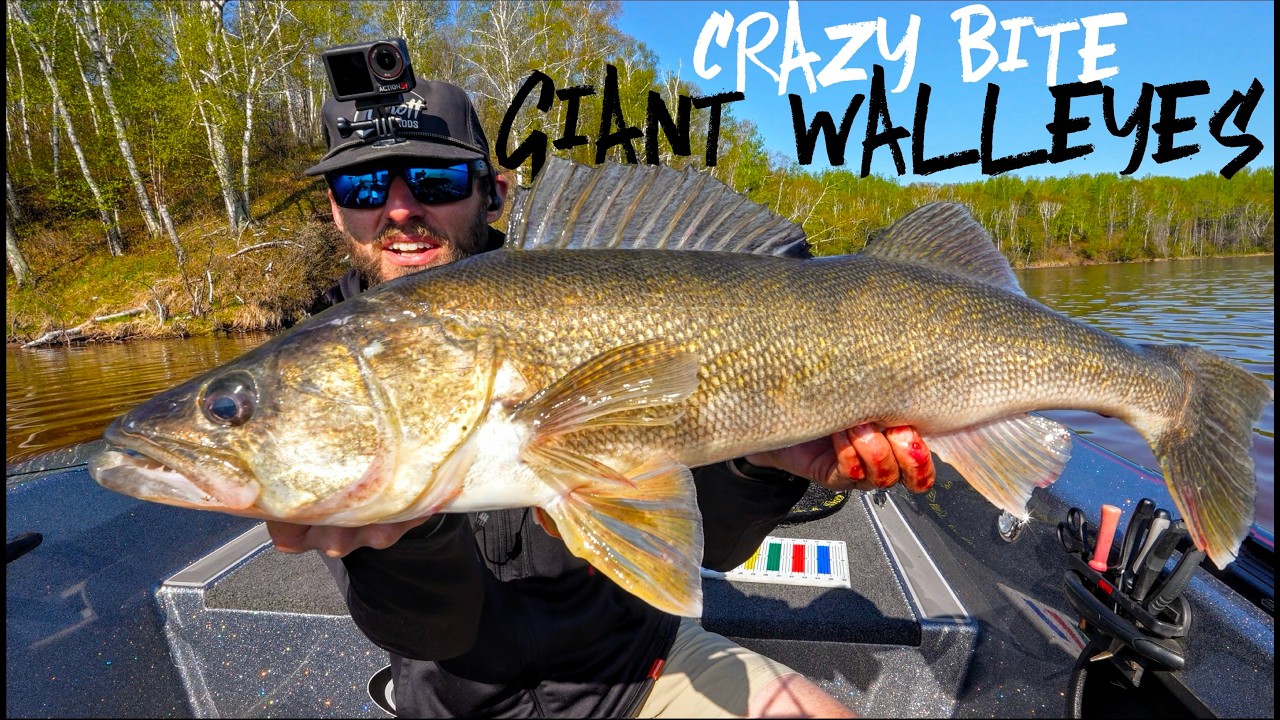 Fishing for a MASSIVE TROPHY Walleye in MUDDY Water! INSANE Bite!
