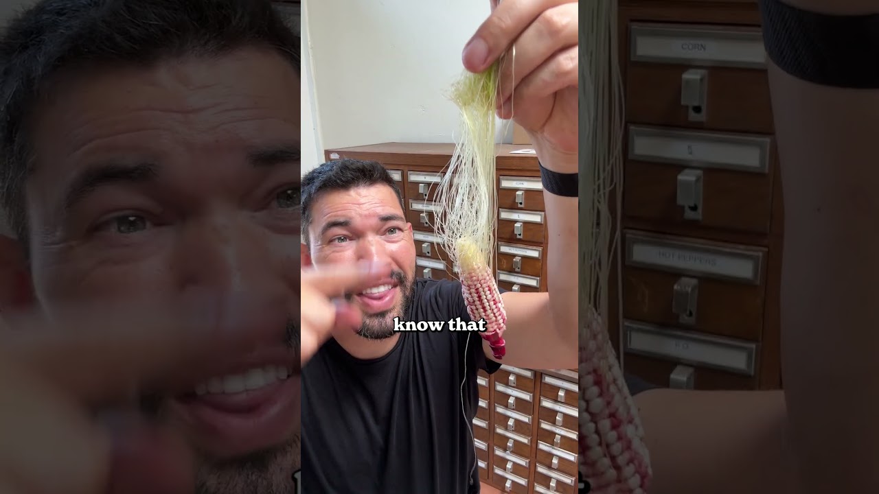 I can’t believe this is how corn grows...