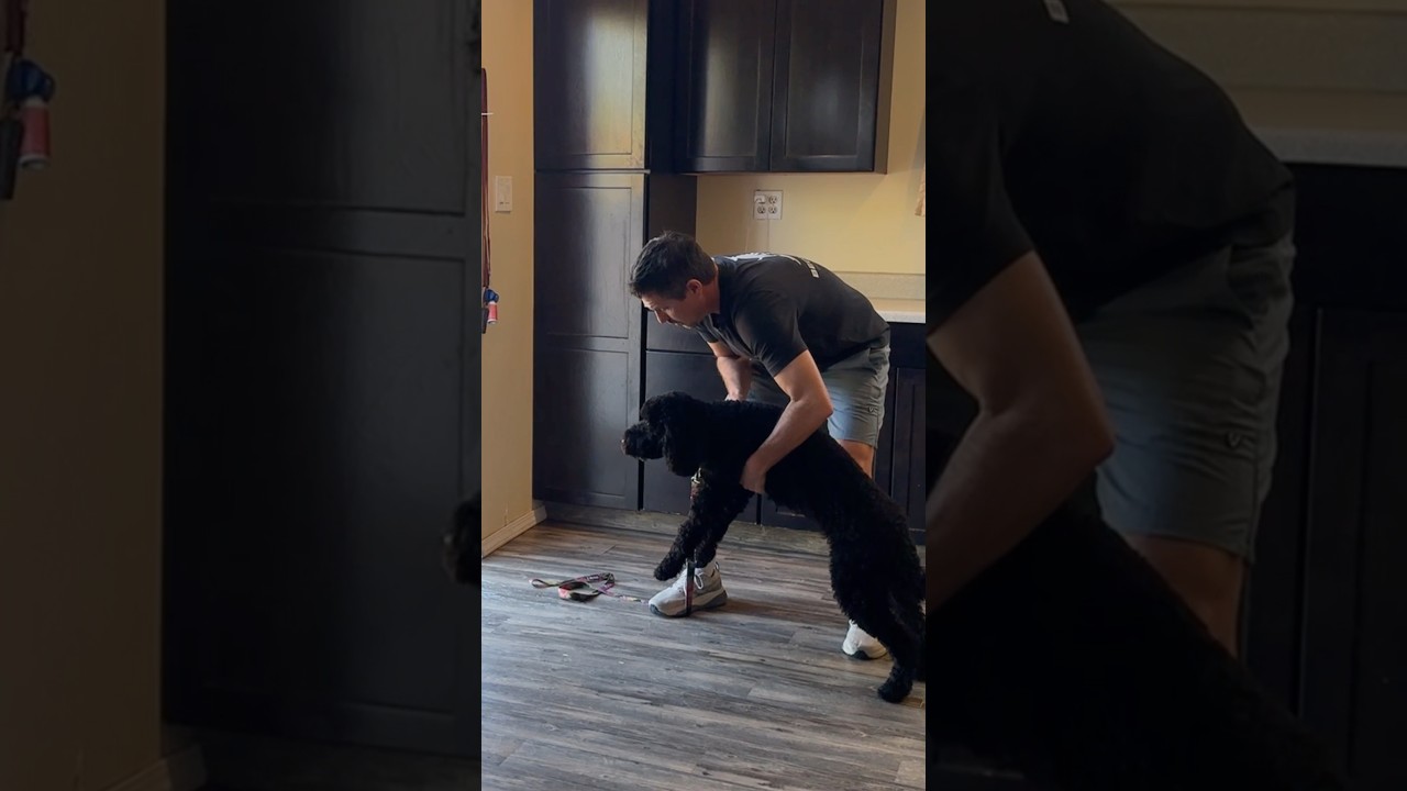 Fix Jumping on Guests - Simple Effective Method.