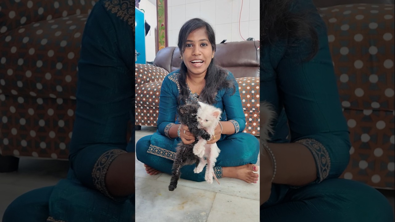 Luna & Lucy-க்கு என்ன வாங்கினோம்? 😻📦 #shorts #petvlog #cats