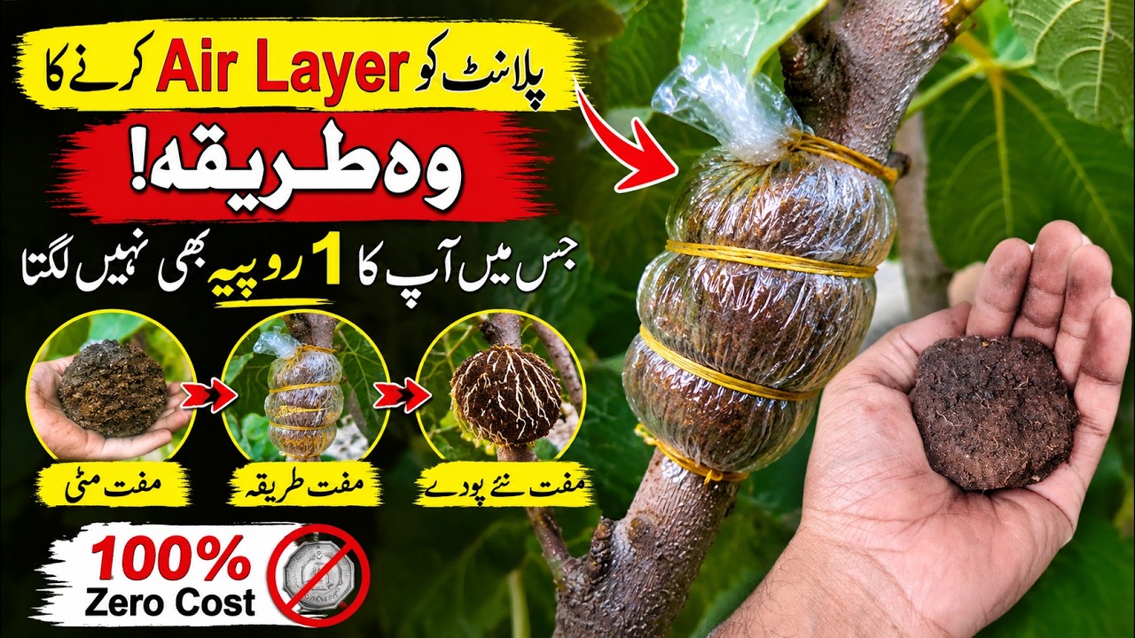 Air Layering Ka 100% Free Tareeka! 1 Rupia Bhi Kharch Nahi Hoga | Make New Plants Easily