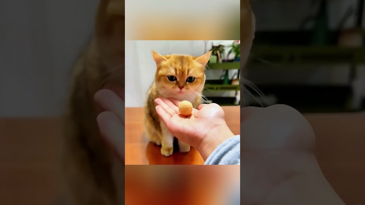 ❄️ A Guerra do Ar-Condicionado e dos Gatos!