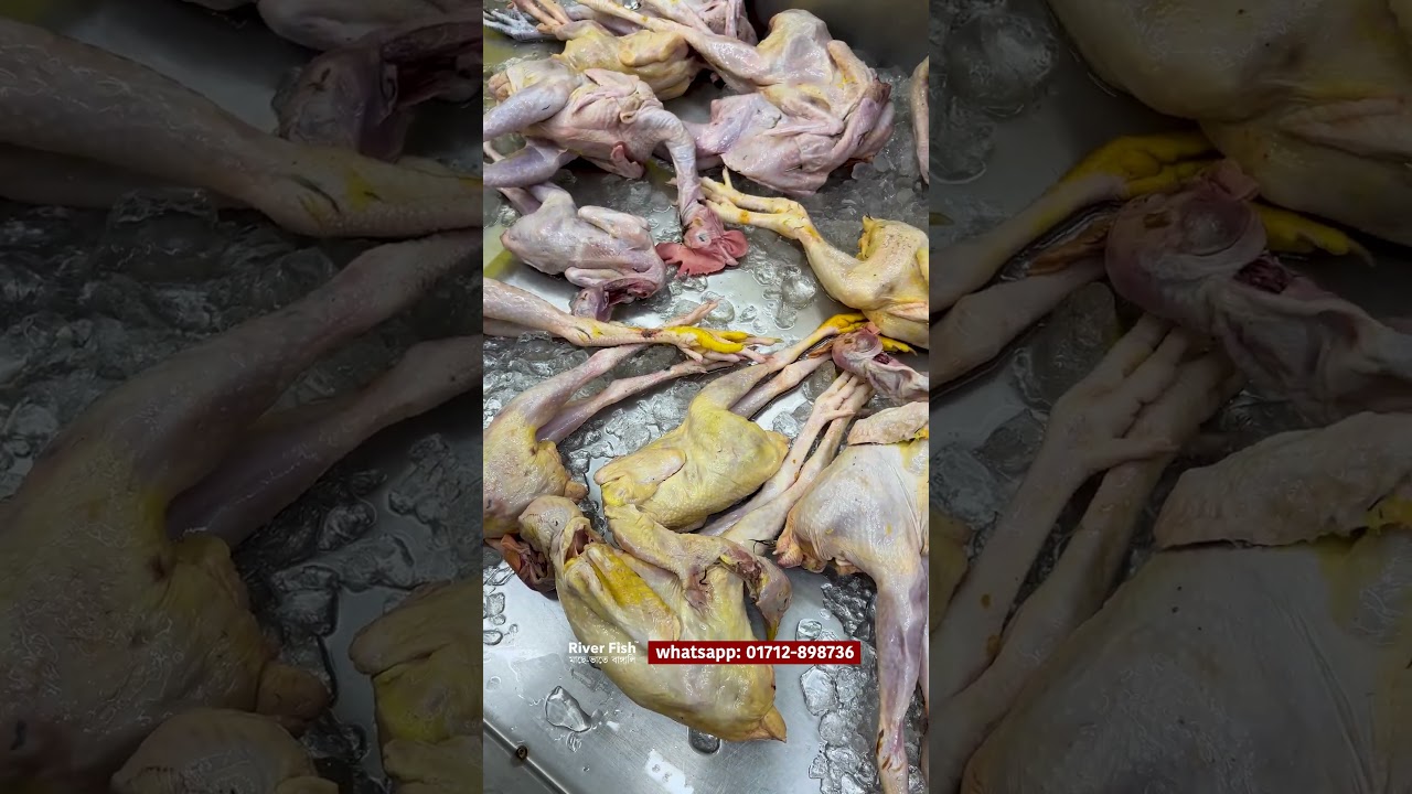 রাংগামাটি থেকে আসছে পাহাড়ে পালা দেশি মুরগি/মোরগ #shorts #fish #riverfish