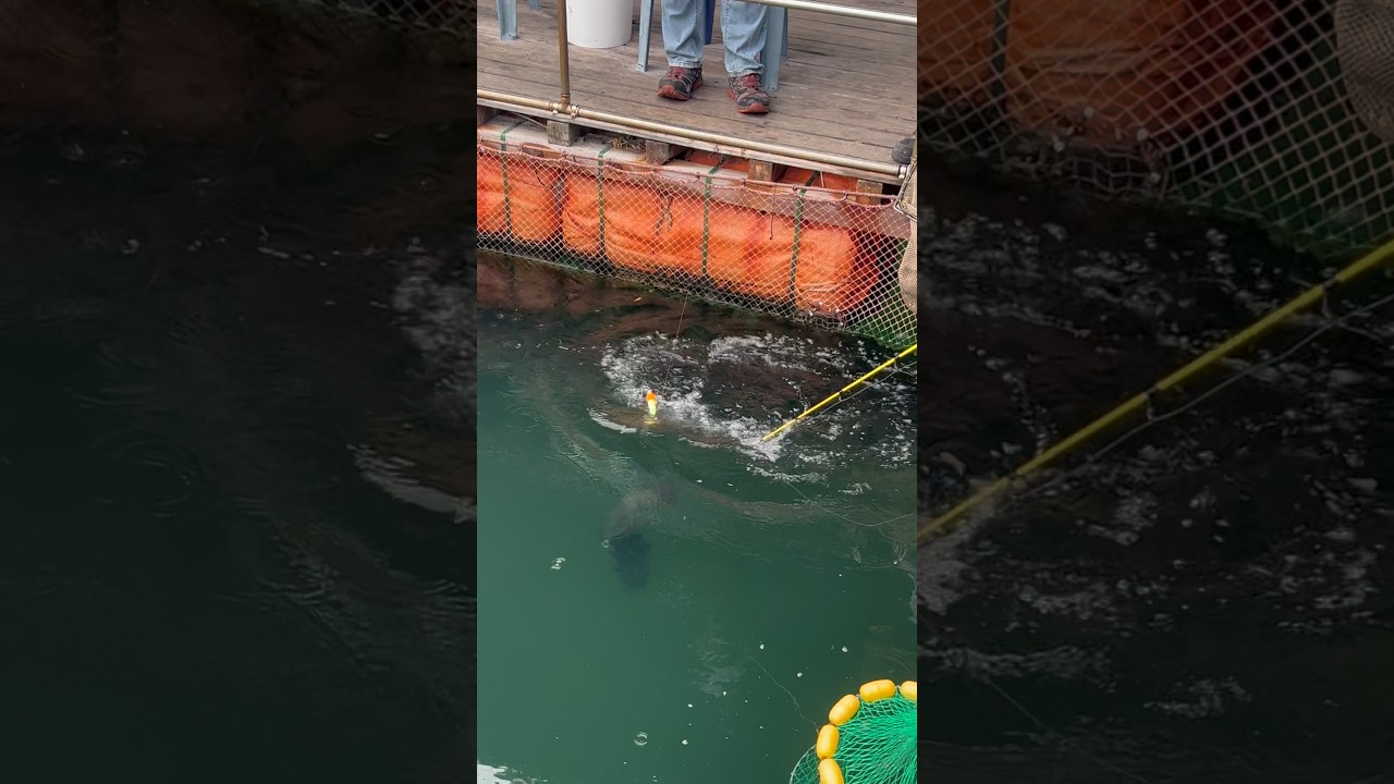 부러지고, 터지고… 험난한 여정 끝에 받은 한 마리  #낚시 #fishing