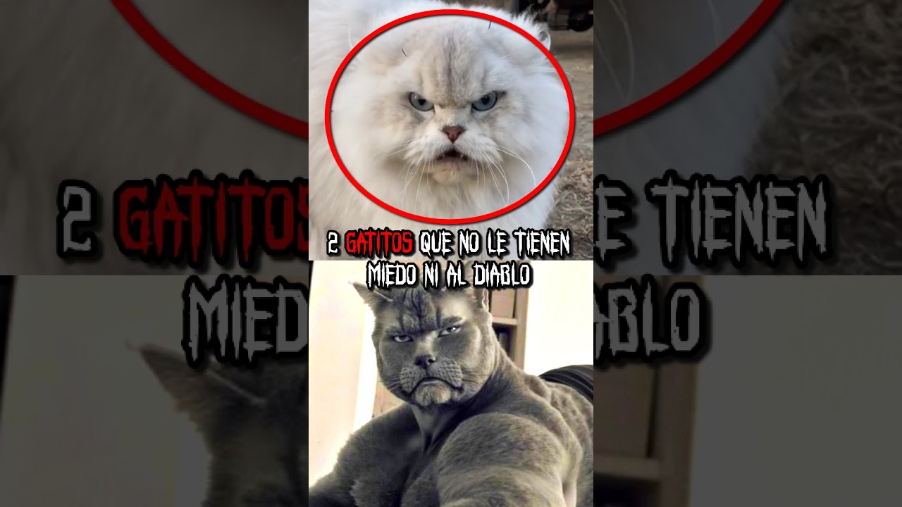 2 GATITOS que no le tienen miedo ni al DIABLO 😼