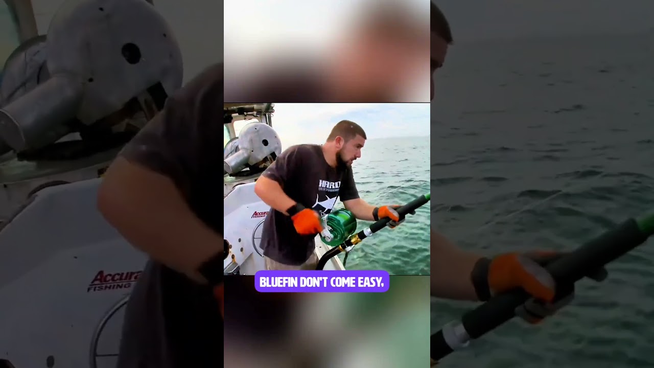 500lb Bluefin Tuna Caught Like This?! 😱 #Shorts #commentary