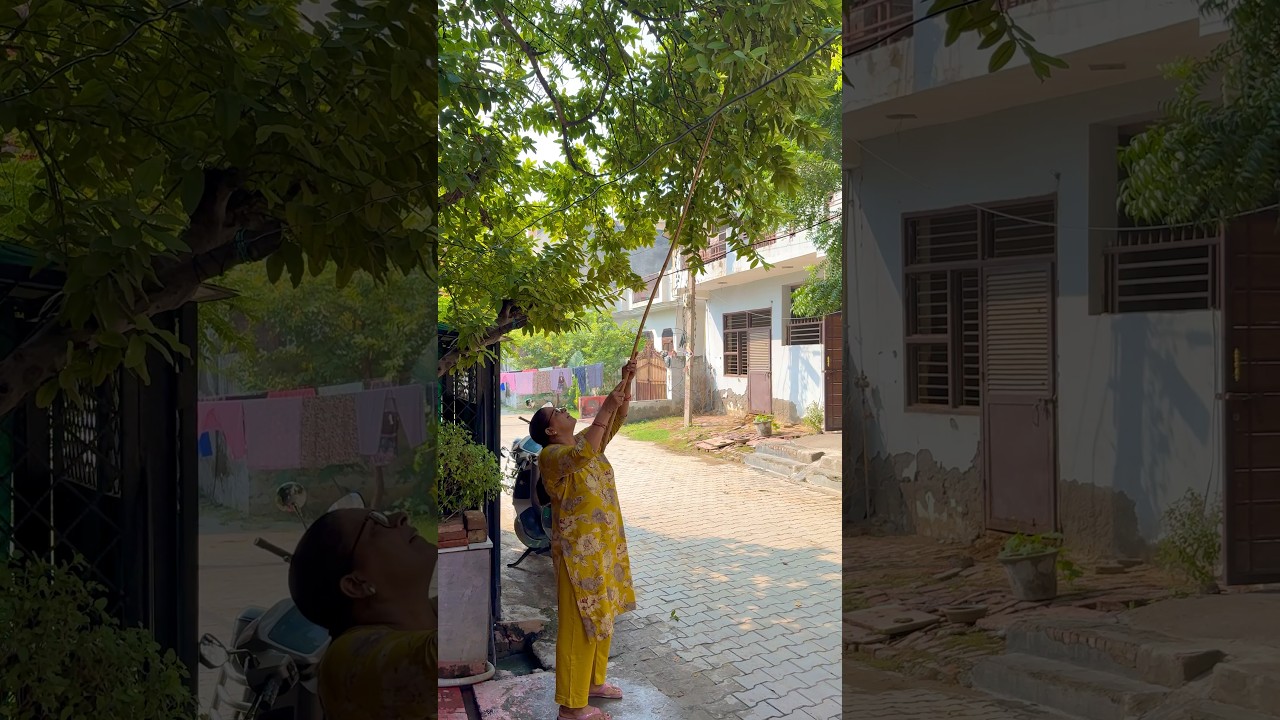 Amrood k sth kya kr diya #minivlog #dailyvlog #shortsfeed #terracegarden