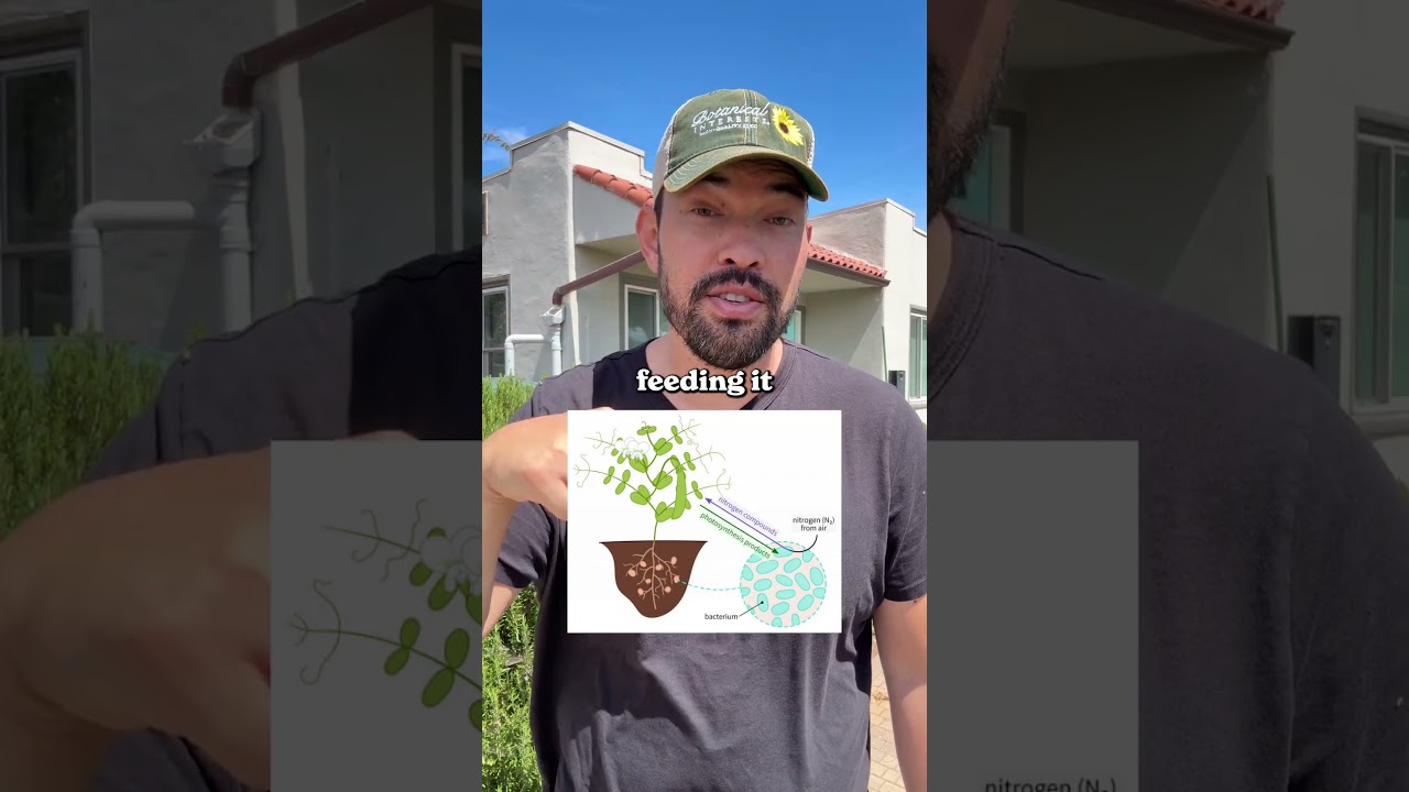 I thought beans fertilized my garden...