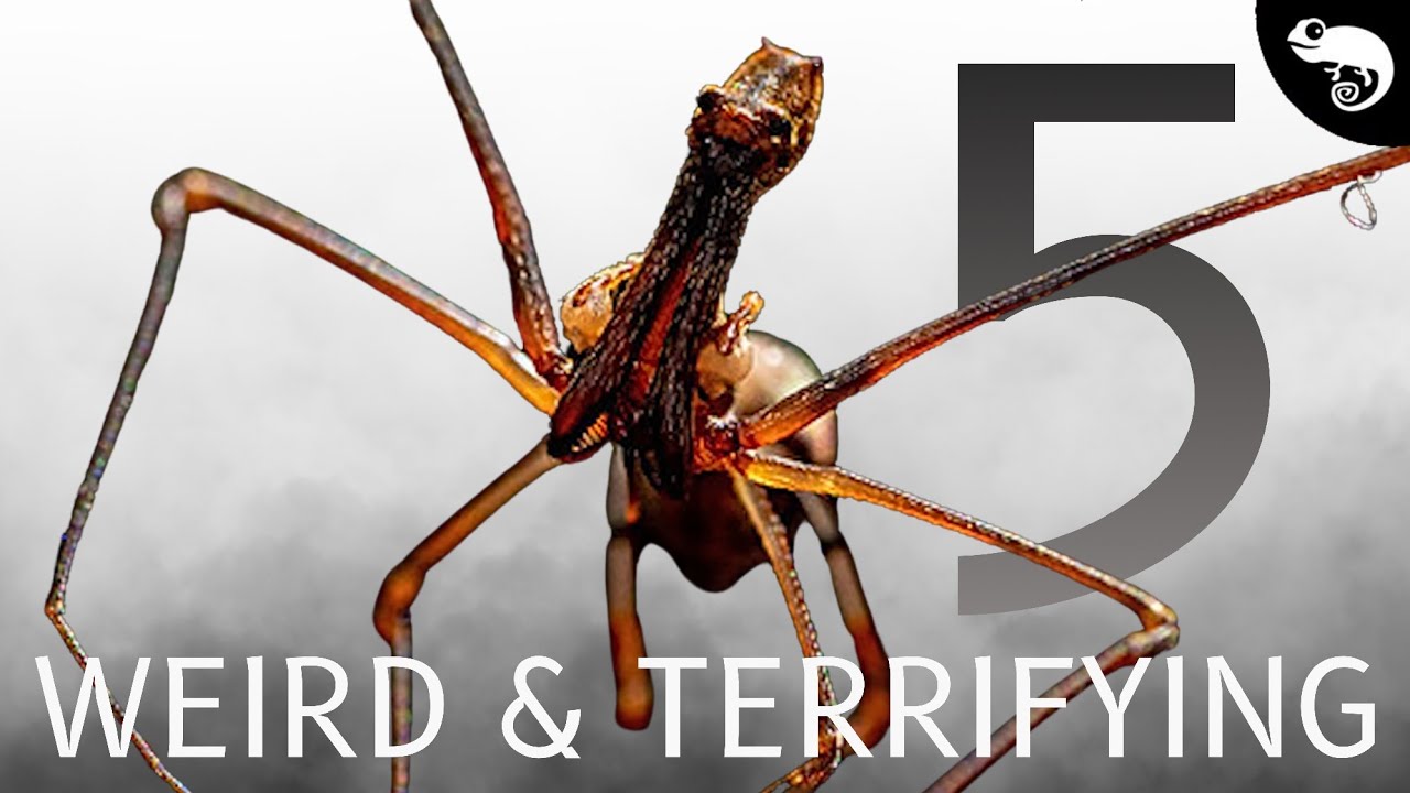 5 TERRIFYING Animals I Didn't Know Existed